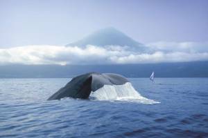 Whale-Watching, Azoren