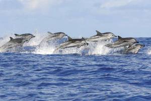 Gruppe von Delfinen, die aus dem Meer springen 