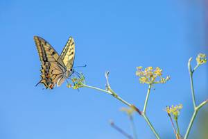 Schmetterling 