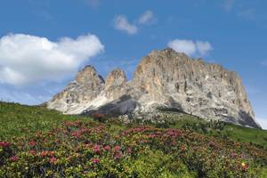 Blumen und grüne Wiesen vor Dolomiten bei blauem Himmel Südtirol