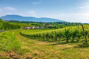 grüne Weinberge mit kleinem Dorf und Bergen im Hintergrund in Venetien