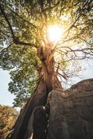 Baum durch dessen Baumkrone die Sonne scheint auf den Kapverden