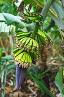 Bananenpflanze Santo Antao 