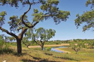 Korkeichen im Alentejo