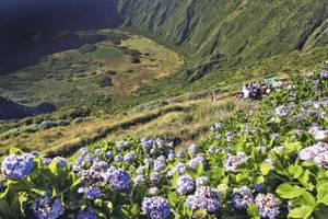 Caldeira Wanderweg auf Faial Hortensien grüne Landschaft