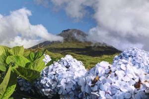 Blick auf den Pico Vulkan Hortensien Berg Wolken blauer Himmel