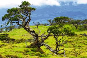 Landschaft der Azoreninsel Pico grüne Wiesen alter Baum knorrig