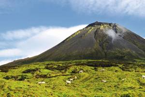Landschaft auf Pico mit Blick auf den Vulkan vor grüner Weidelandschaft auf der Kühe grasen
