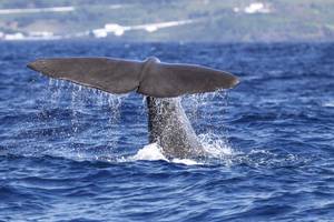 Flosse eines Wals, die aus dem Wasser kommt vor der Azoreninsel Pico