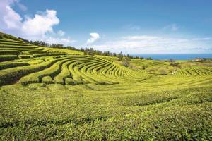 Teeplantage mit dem Meer, Sao Miguel, Azoren