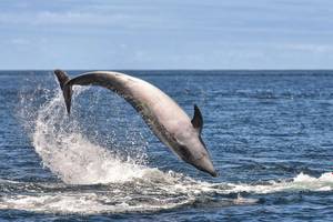 Aus dem Wasser springender Delfin vor Terceira