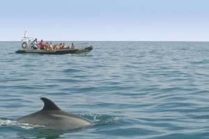 Delfine Sado Mündung Lissabon