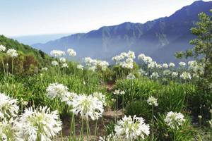 Blumenwiese Berge Madeira Boca De Encumeada