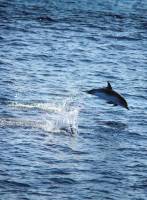 Aus dem Wasser springender Delfin