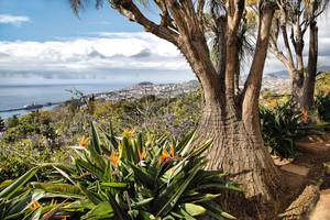 Bäume und bunte Pflanzen Meer im Botanischen Garten Madeira