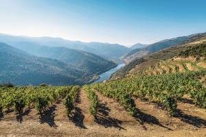 Douro Weinterrassen Fluss Panorama Nordportugal