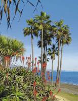 Strand von Estepona Palmen Meer grün Blumen