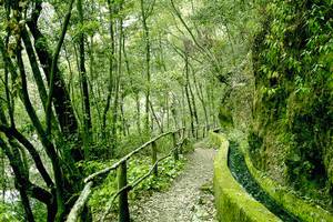 Lorbeerwald Bosque de los Tilos auf La Palma