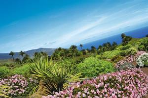 Palmengarten mit Palmen, Blumen und Sträuchern mit blauem Himmel La Palma