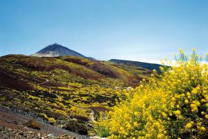 Tide Gelbe Blumen auf Teneriffa