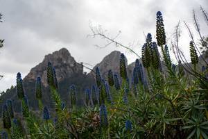 Jardines de Alfabia, Mallorca